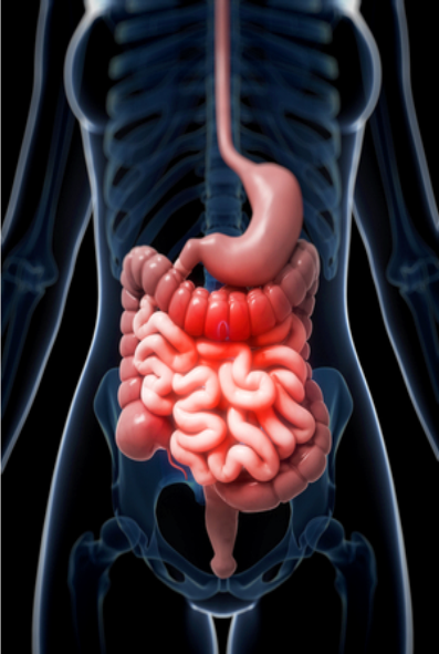 Functions of the Gastrointestinal System in the Body